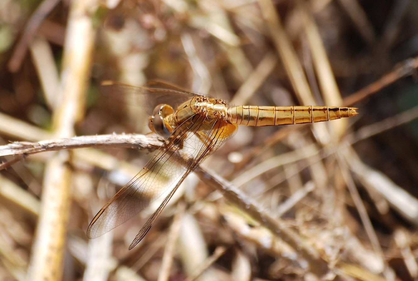 Parliamo di: Scheda Crocothemis erythraea